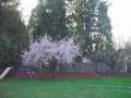 Fruit Trees